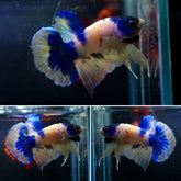 #4 (New Arrival) Yellow Marble Nemo Koi Male Plakat Betta Fish - High Quality Live Aquarium Male Betta Fish